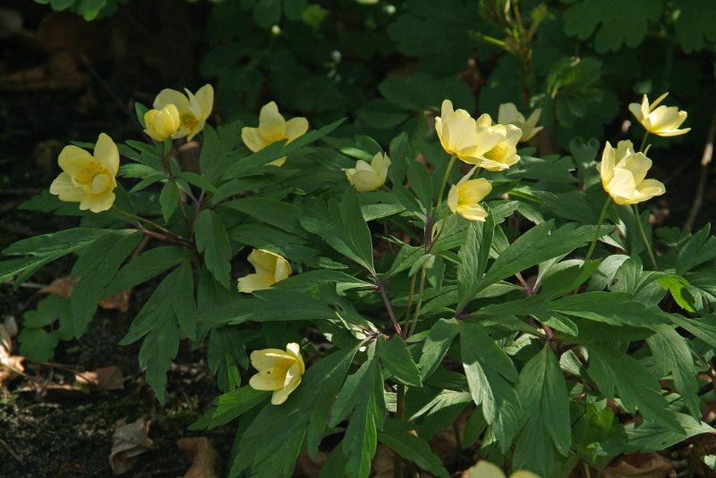 Anemone x lipsiensissyn. Anemone x intermedia bestellen